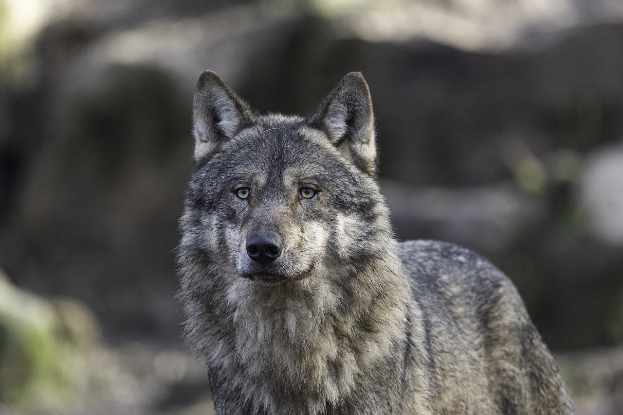 Un nuovo accordo per monitorare la presenza dei lupi sul territorio mantovano